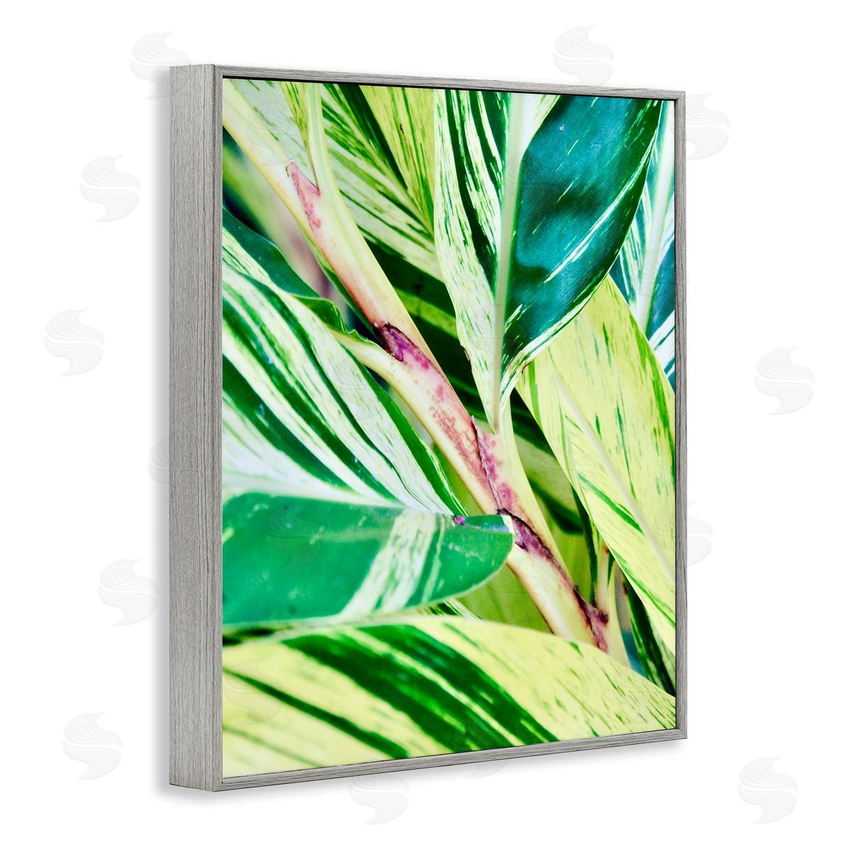 Gail Peck Tropical House Plant Leaves Close Up Photography  Gray Framed Giclee Wall Art Print