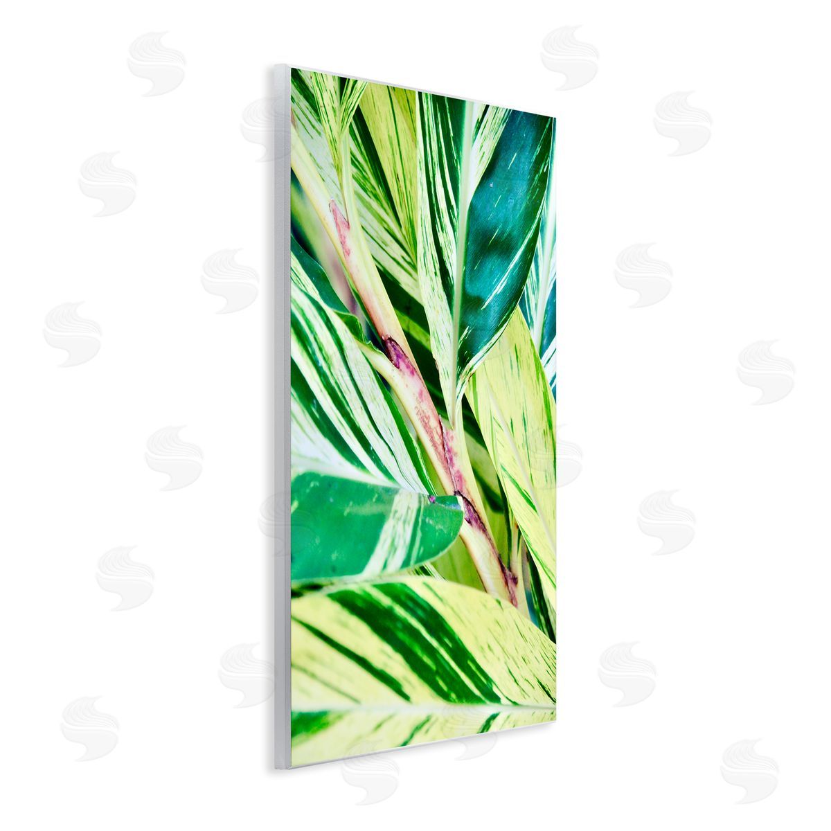 Gail Peck Tropical House Plant Leaves Close Up Photography  Wall Plaque Art Print