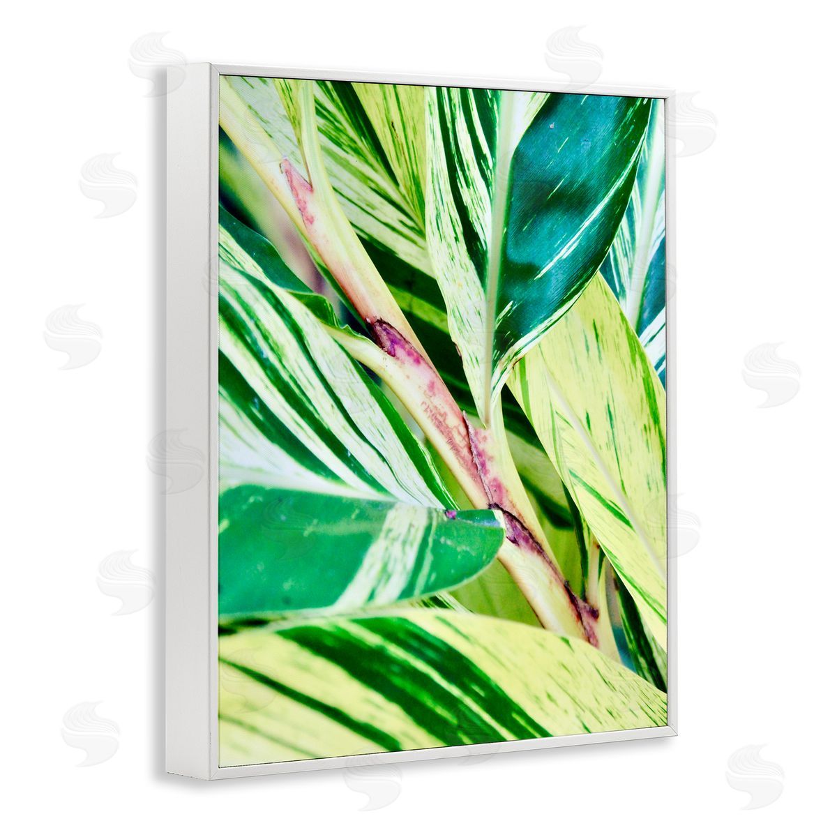 Gail Peck Tropical House Plant Leaves Close Up Photography  White Framed Giclee Wall Art Print