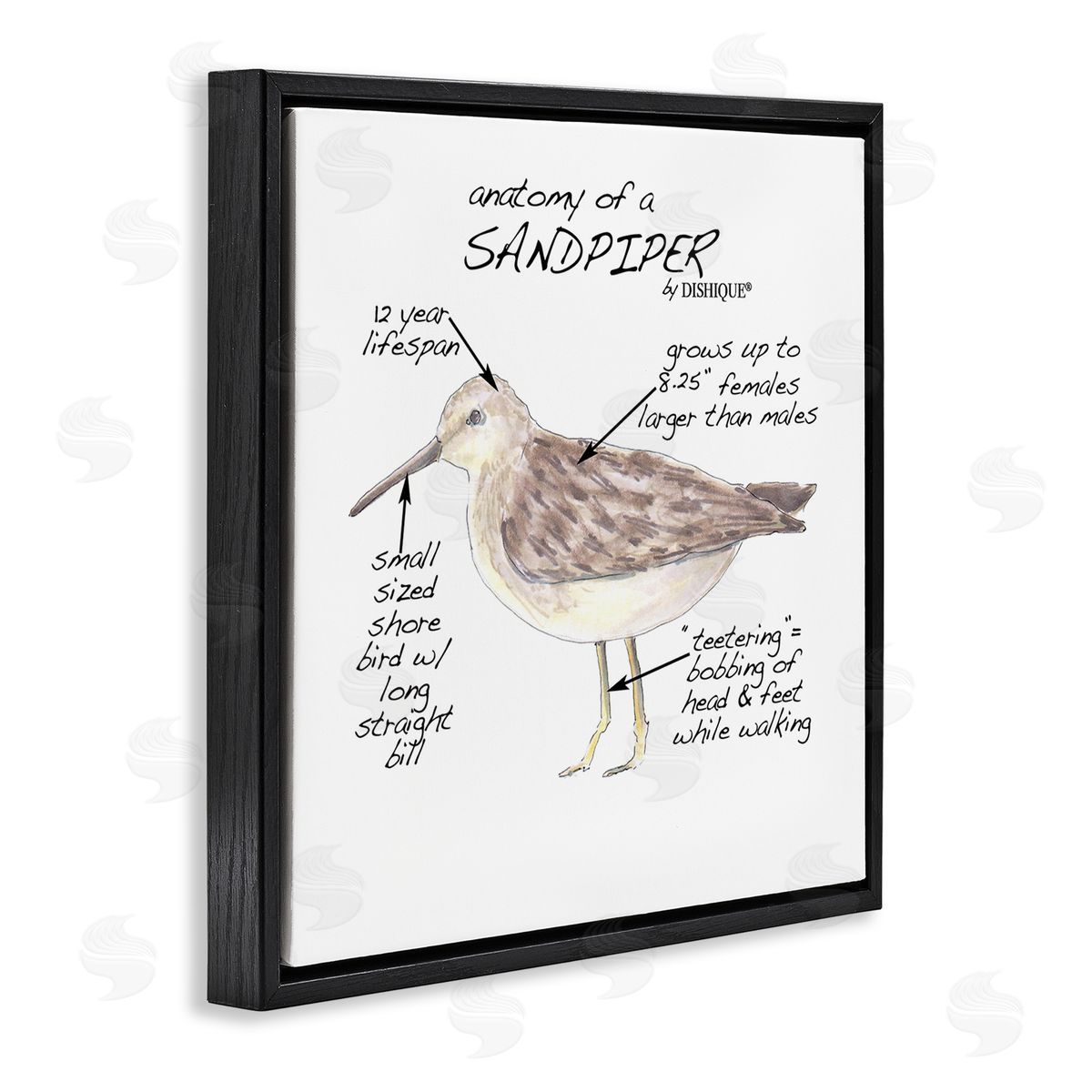 Dishique Sandpiper Beach Bird Wildlife Learning Facts Chart  Black Floating Frame Canvas Wall Art Print