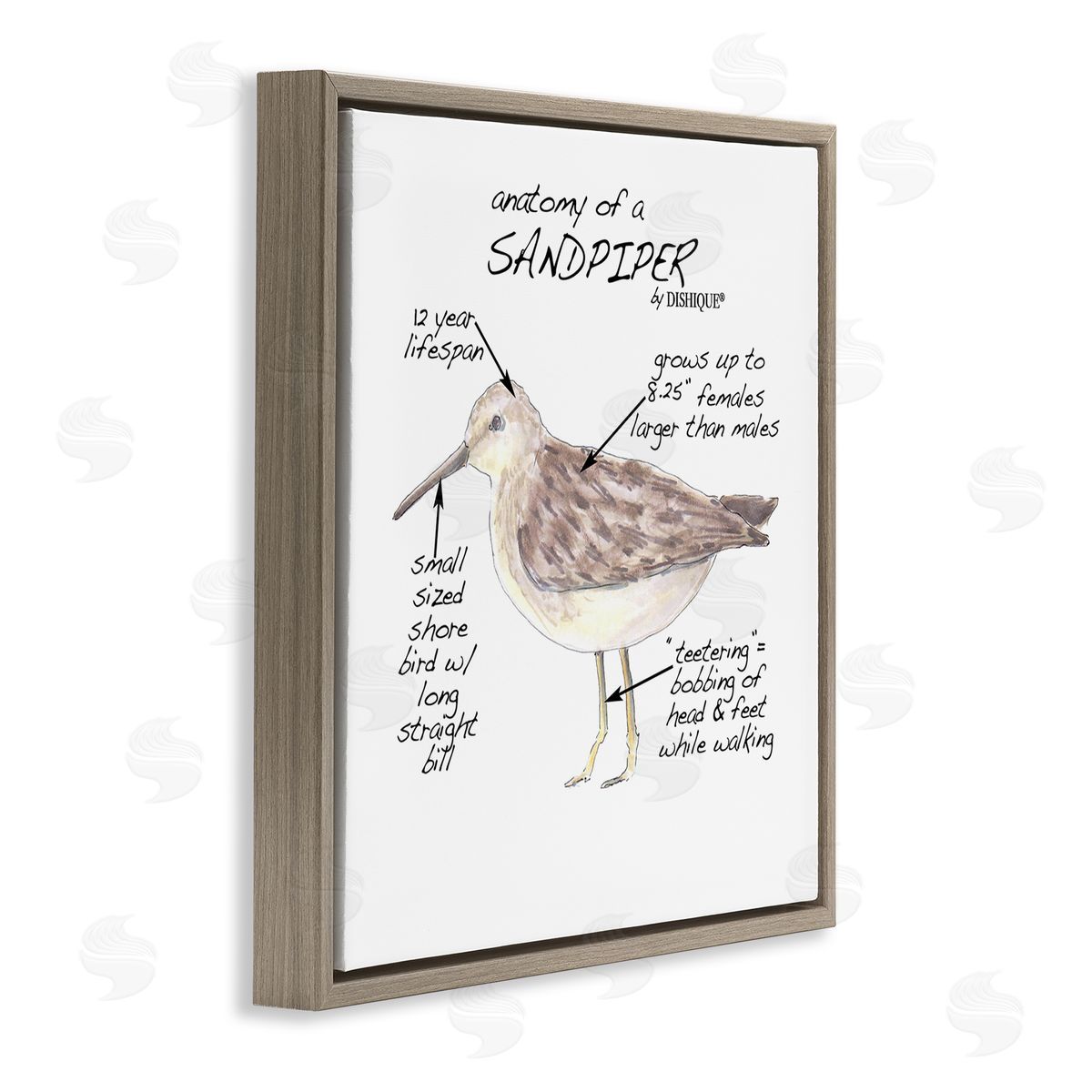 Dishique Sandpiper Beach Bird Wildlife Learning Facts Chart  Brown Floating Frame Canvas Wall Art Print