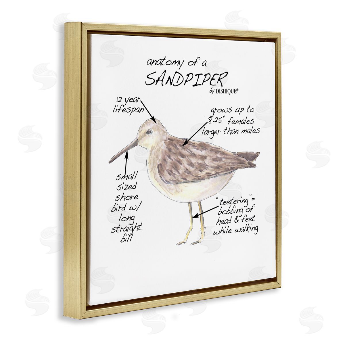 Dishique Sandpiper Beach Bird Wildlife Learning Facts Chart  Gold Floating Frame Canvas Wall Art Print