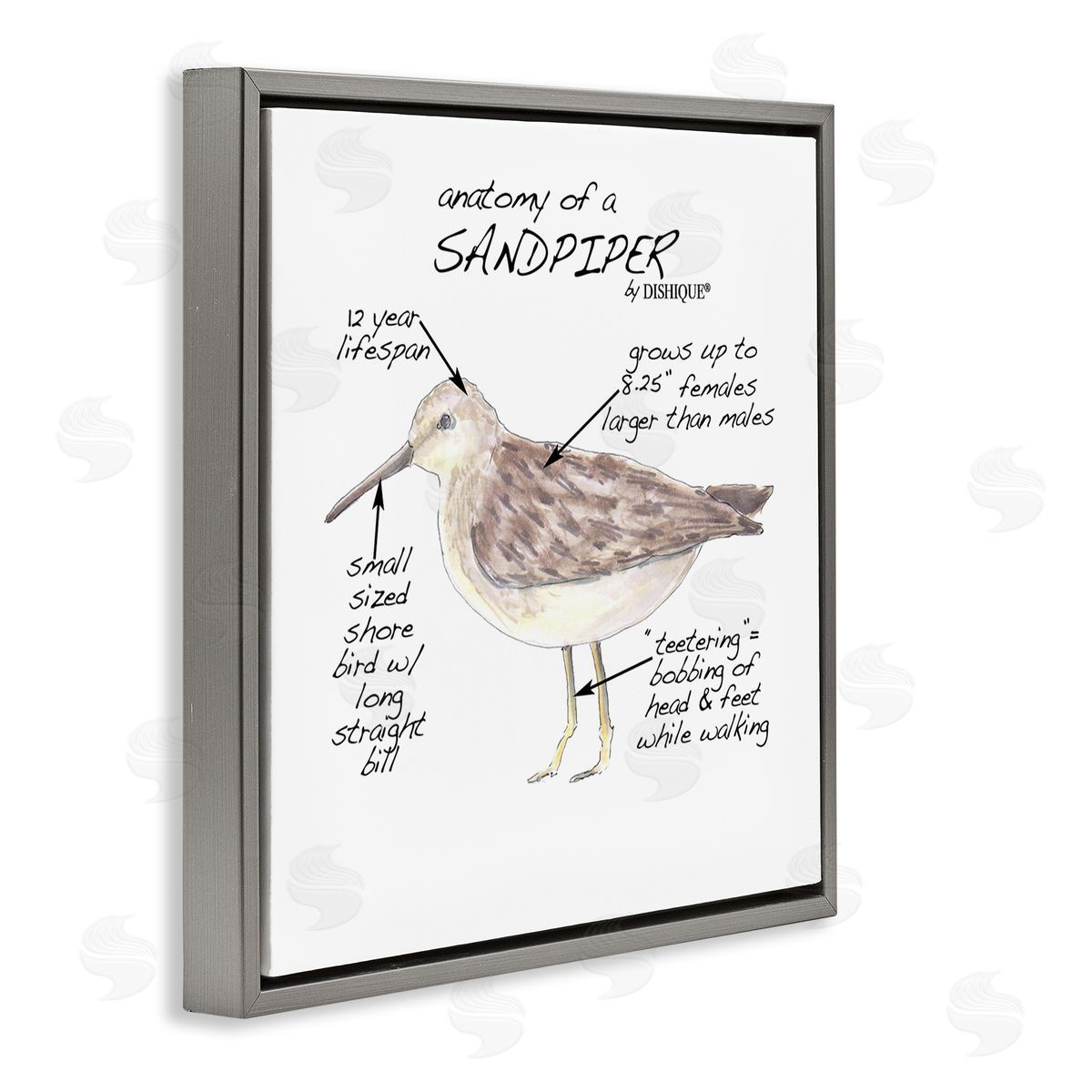 Dishique Sandpiper Beach Bird Wildlife Learning Facts Chart  Gray Floating Frame Canvas Wall Art Print