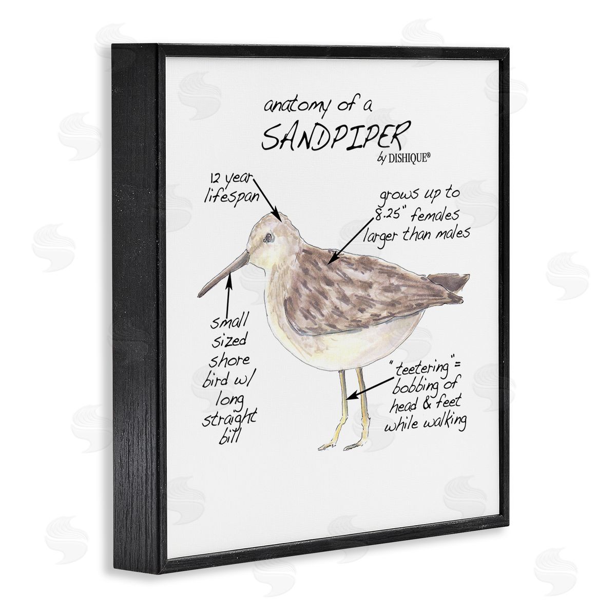 Dishique Sandpiper Beach Bird Wildlife Learning Facts Chart  Black Framed Glicee Wall Art Print
