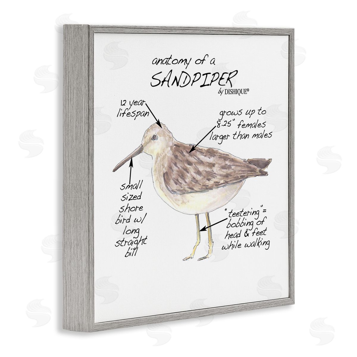 Dishique Sandpiper Beach Bird Wildlife Learning Facts Chart  Gray Framed Glicee Wall Art Print