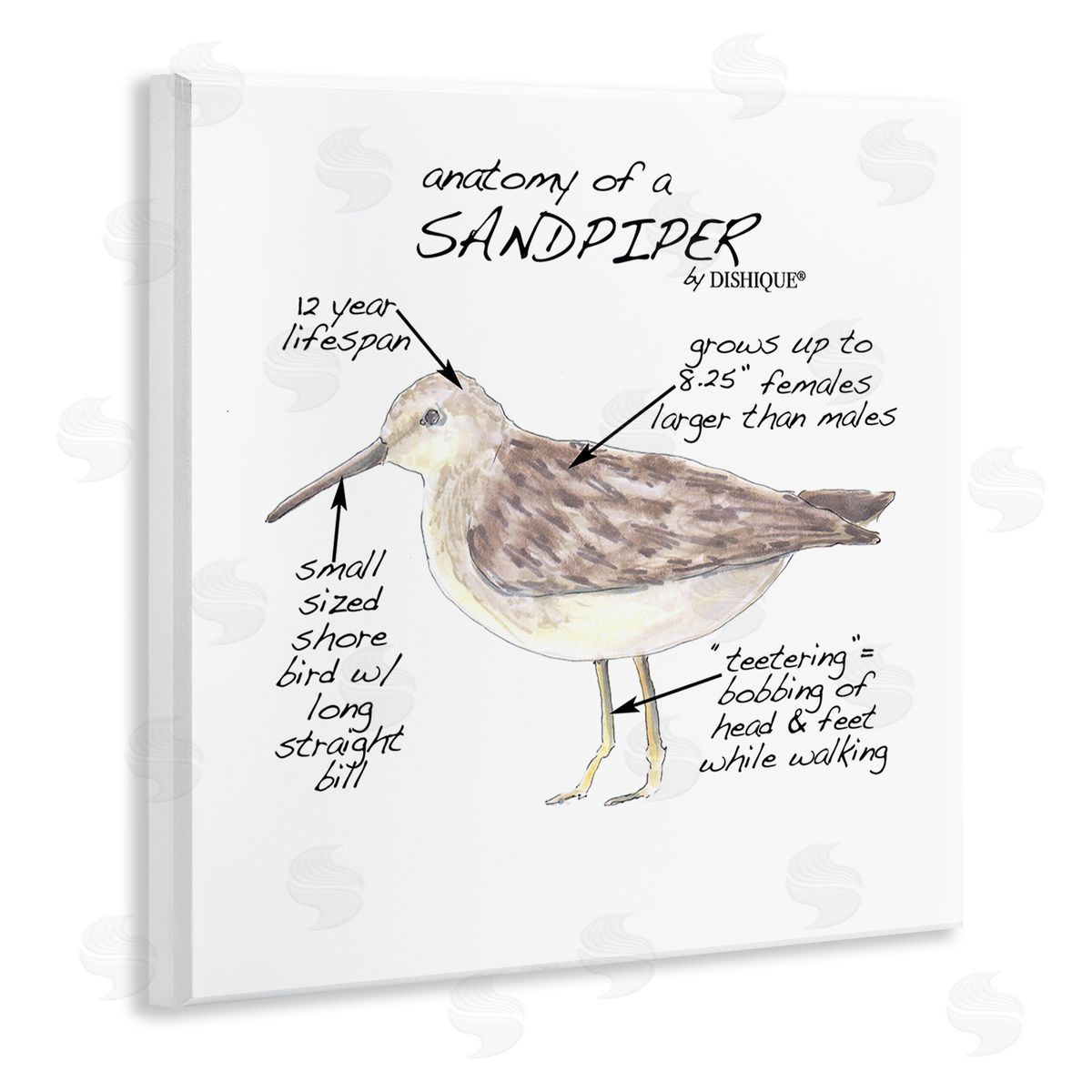 Dishique Sandpiper Beach Bird Wildlife Learning Facts Chart  Wooden Wall Plaque Art Print