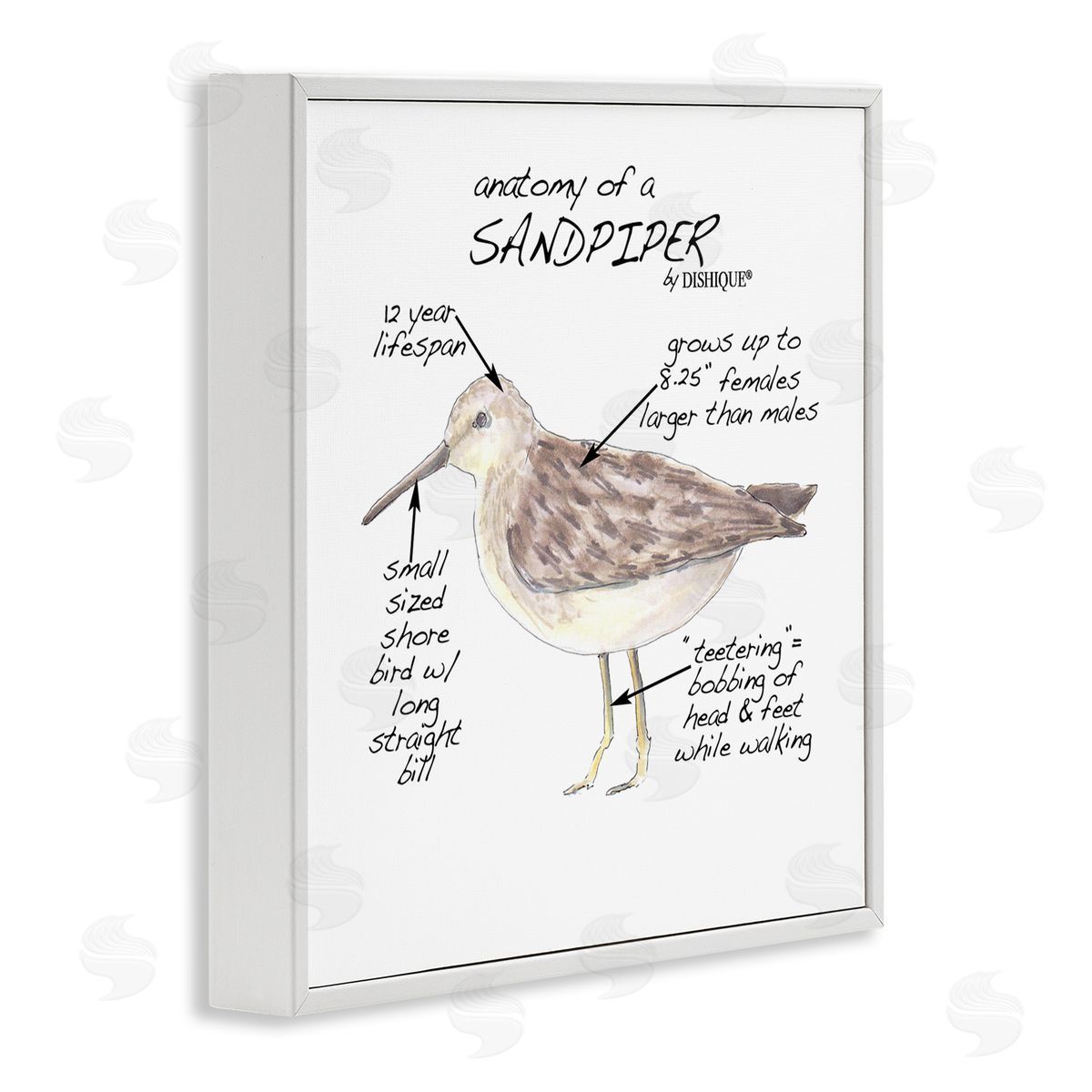 Dishique Sandpiper Beach Bird Wildlife Learning Facts Chart  White Framed Glicee Wall Art Print