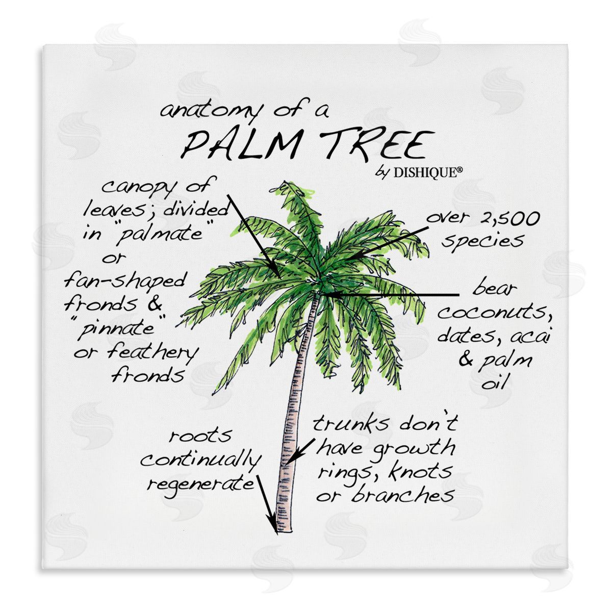 Dishique Tropical Palm Tree Educational Plants Flora Diagram  Stretched Canvas Wall Art Print