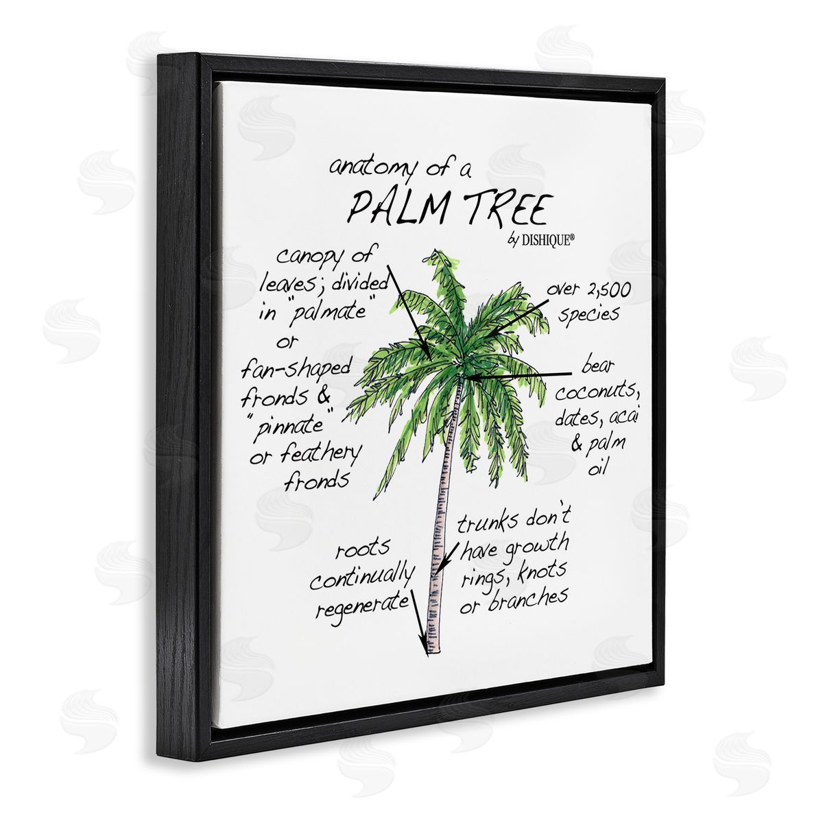 Dishique Tropical Palm Tree Educational Plants Flora Diagram  Black Floating Frame Canvas Wall Art Print