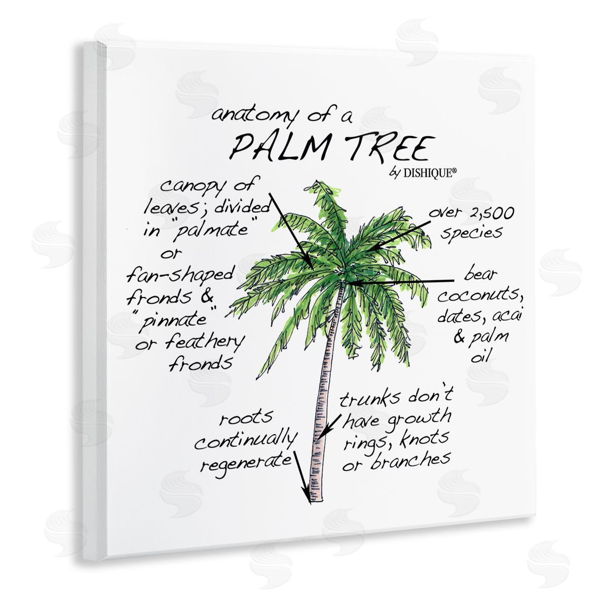 Dishique Tropical Palm Tree Educational Plants Flora Diagram  Wooden Wall Plaque Art Print