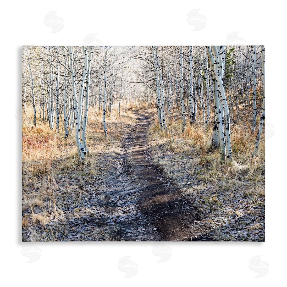 Steve Smith Dirt Path Between Birch Tree Forest Woodland Scene Stretched Canvas Wall Art Print
