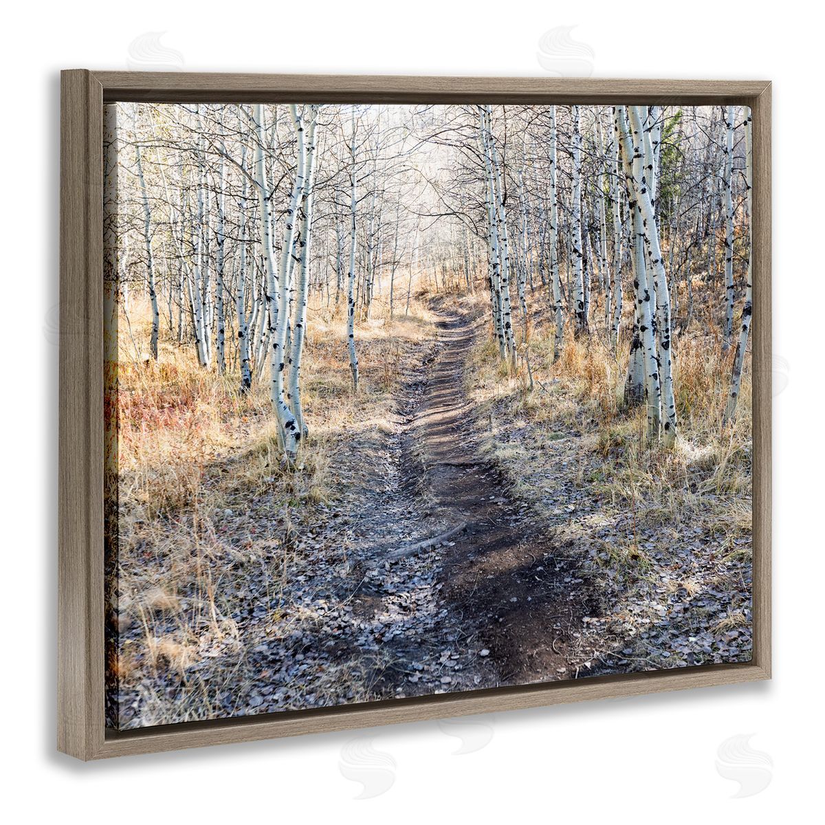 Steve Smith Dirt Path Between Birch Tree Forest Woodland Scene Brown Floating Frame Canvas Wall Art Print
