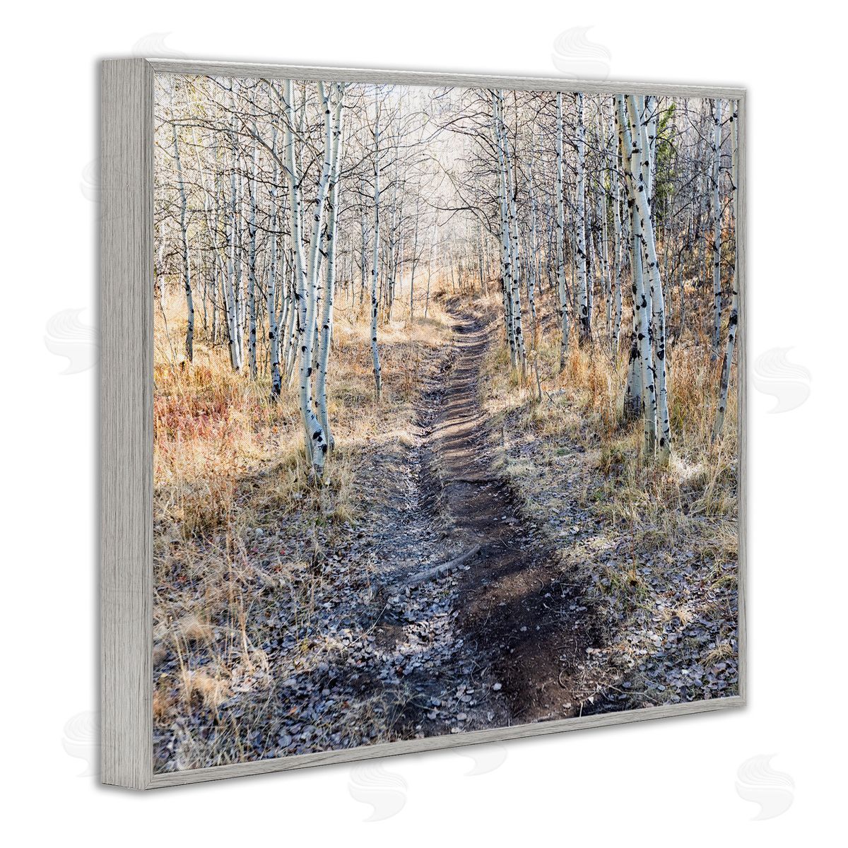 Steve Smith Dirt Path Between Birch Tree Forest Woodland Scene Gray Framed Giclee Wall Art Print