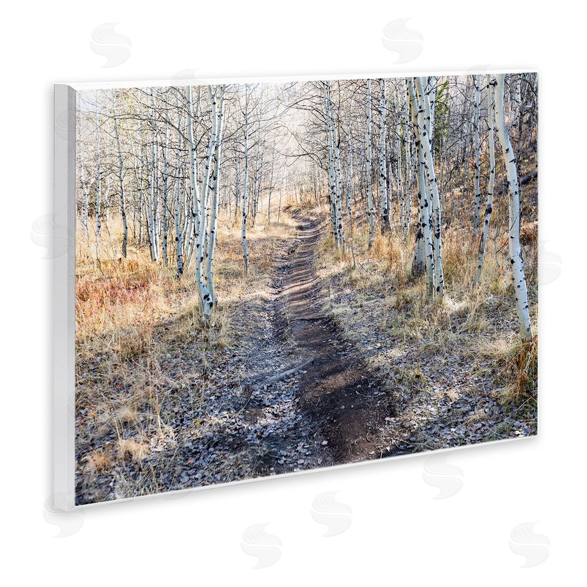 Steve Smith Dirt Path Between Birch Tree Forest Woodland Scene Wall Plaque Art Print