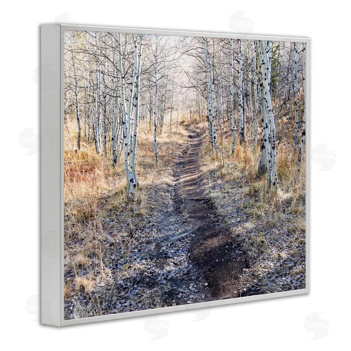 Steve Smith Dirt Path Between Birch Tree Forest Woodland Scene White Framed Giclee Wall Art Print