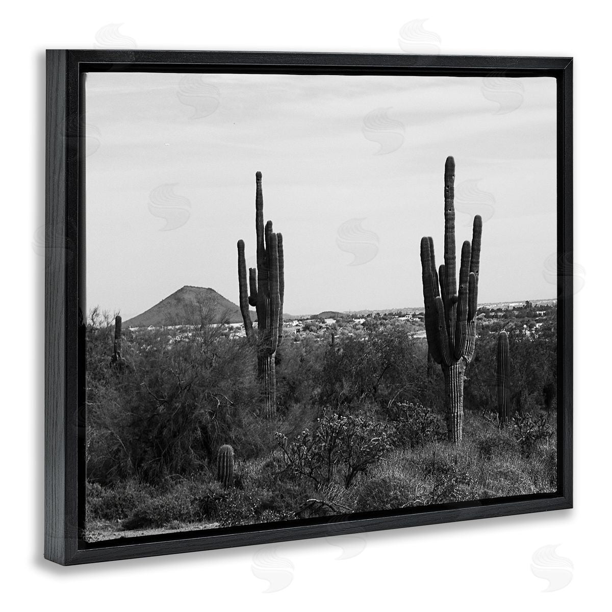 Graffitee Studios Desert Cactus Arid Vegetation Monochrome Nature Photography Black Floating Frame Canvas Wall Art Print