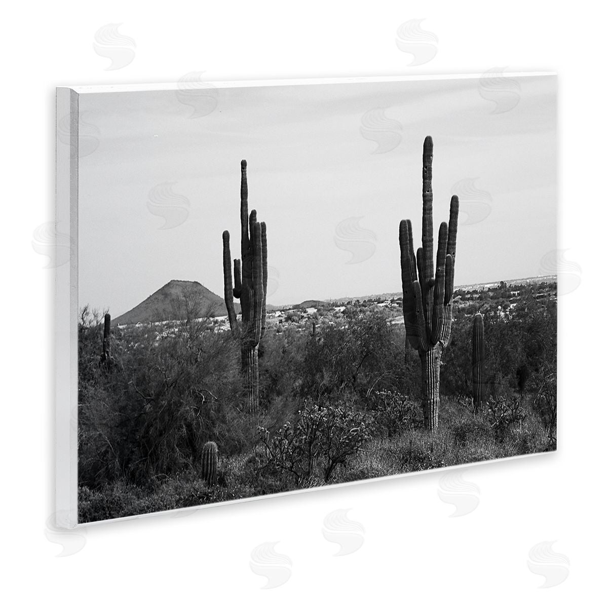Graffitee Studios Desert Cactus Arid Vegetation Monochrome Nature Photography Wall Plaque Art Print