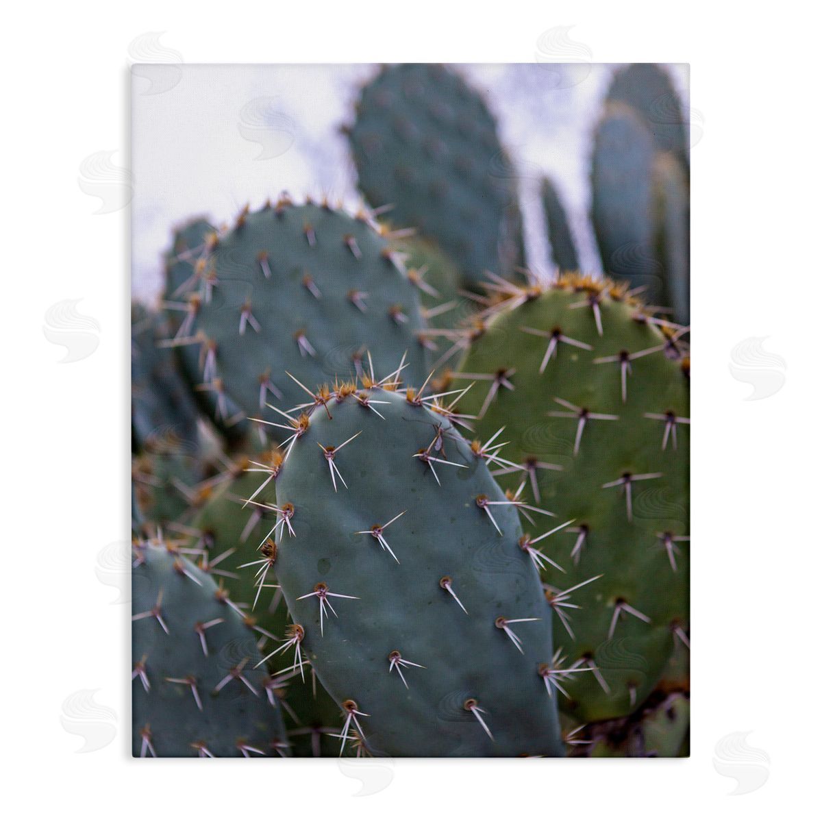 Jeff Poe Photography Prickly Cactus Thorns Close Up Photography Desert Vegetation Stretched Canvas Wall Art Print