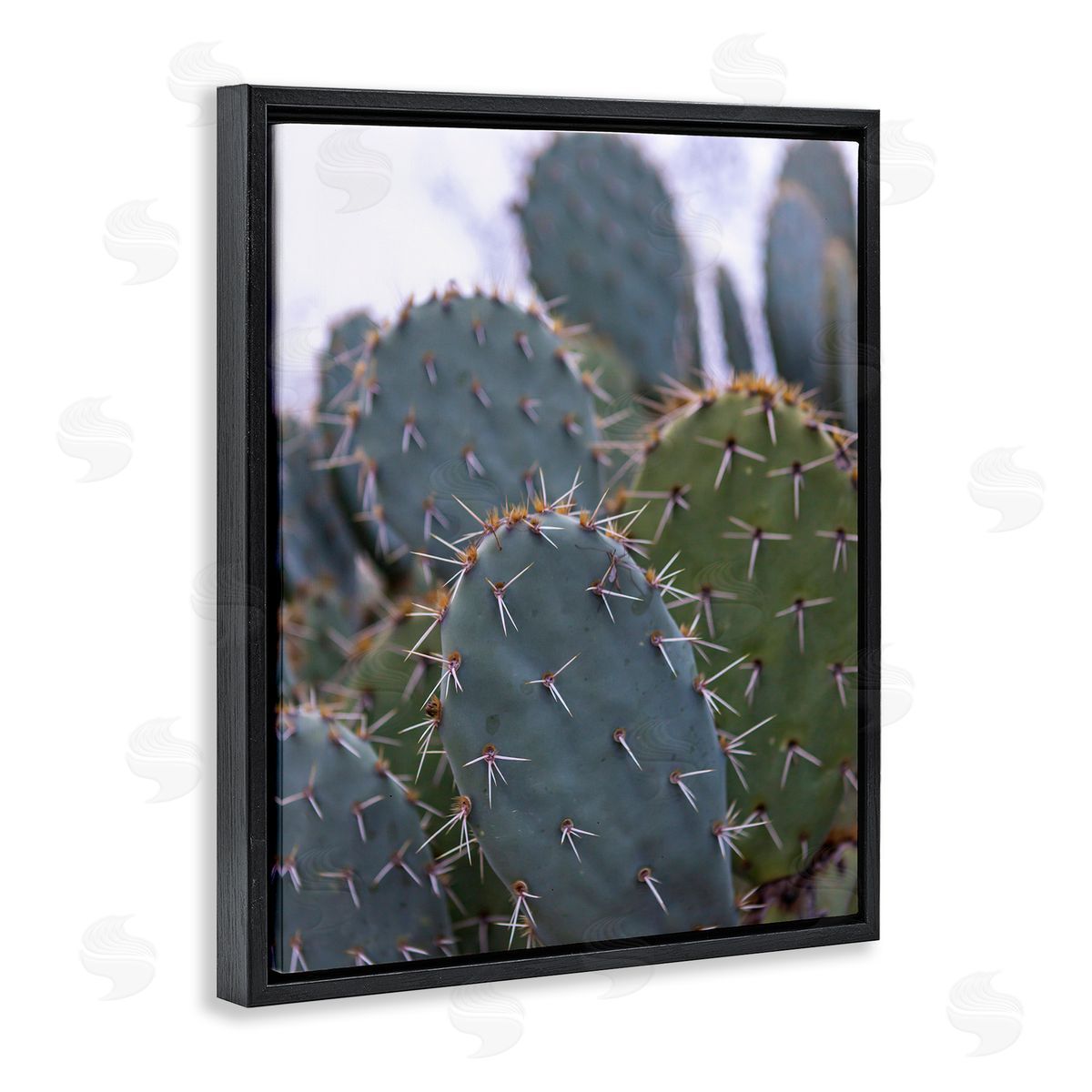 Jeff Poe Photography Prickly Cactus Thorns Close Up Photography Desert Vegetation Black Floating Frame Canvas Wall Art Print