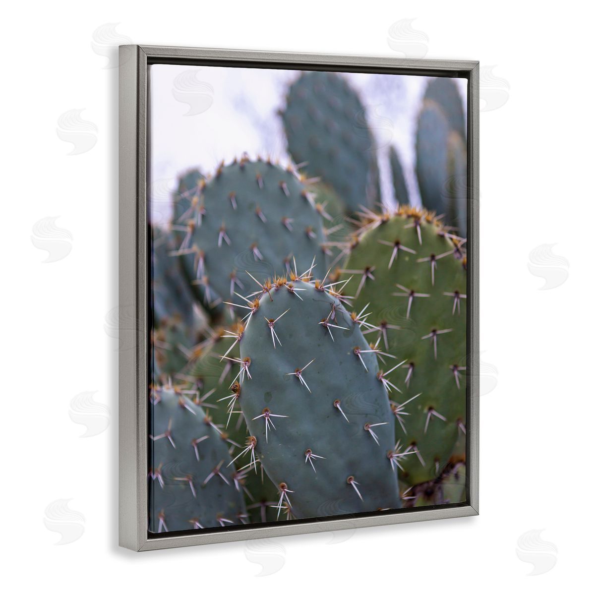 Jeff Poe Photography Prickly Cactus Thorns Close Up Photography Desert Vegetation Gray Floating Frame Canvas Wall Art Print