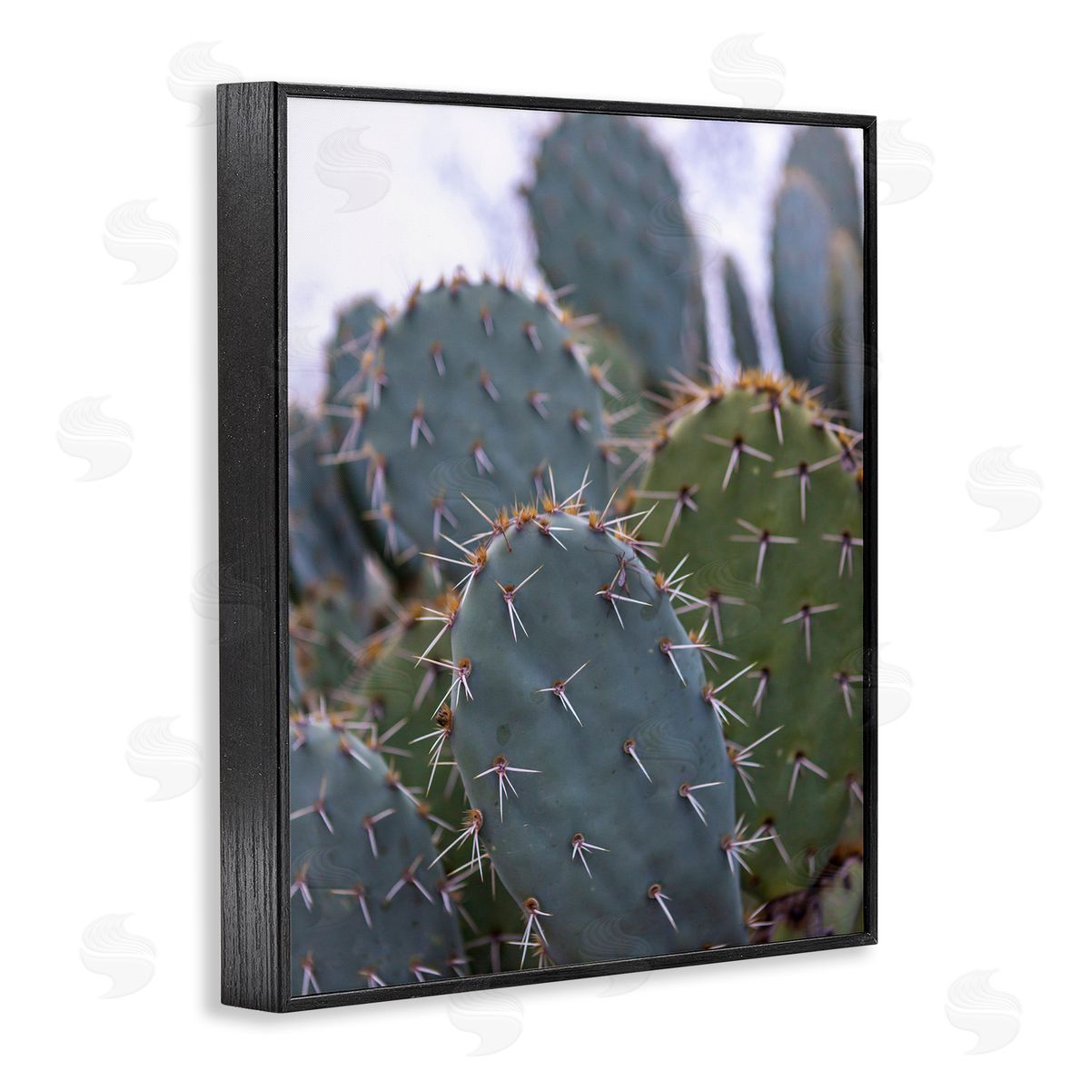 Jeff Poe Photography Prickly Cactus Thorns Close Up Photography Desert Vegetation Black Framed Giclee Wall Art Print