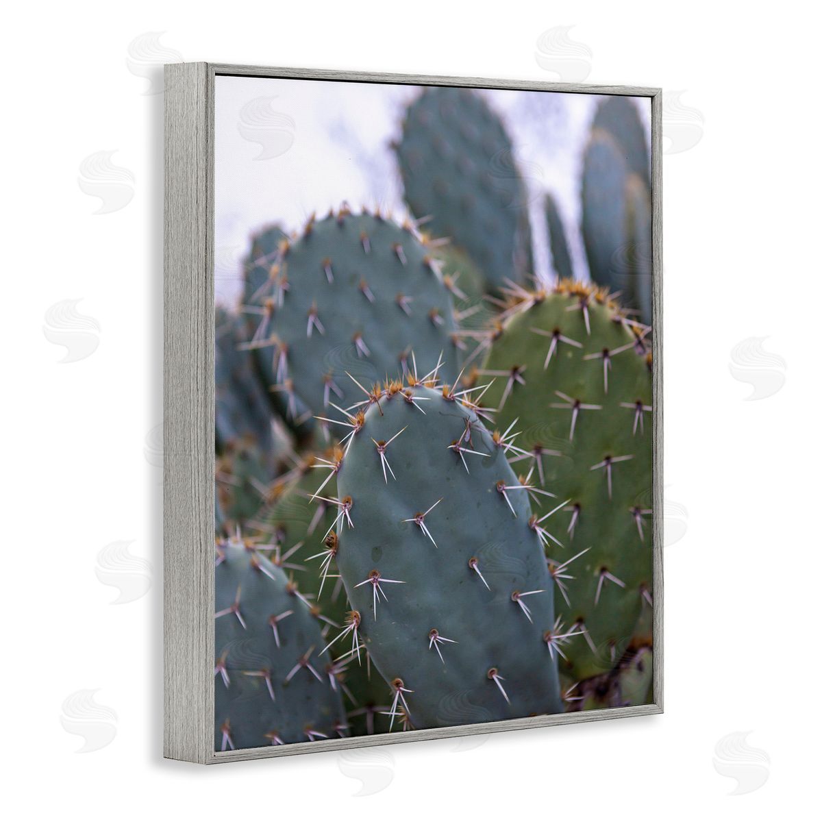 Jeff Poe Photography Prickly Cactus Thorns Close Up Photography Desert Vegetation Gray Framed Giclee Wall Art Print
