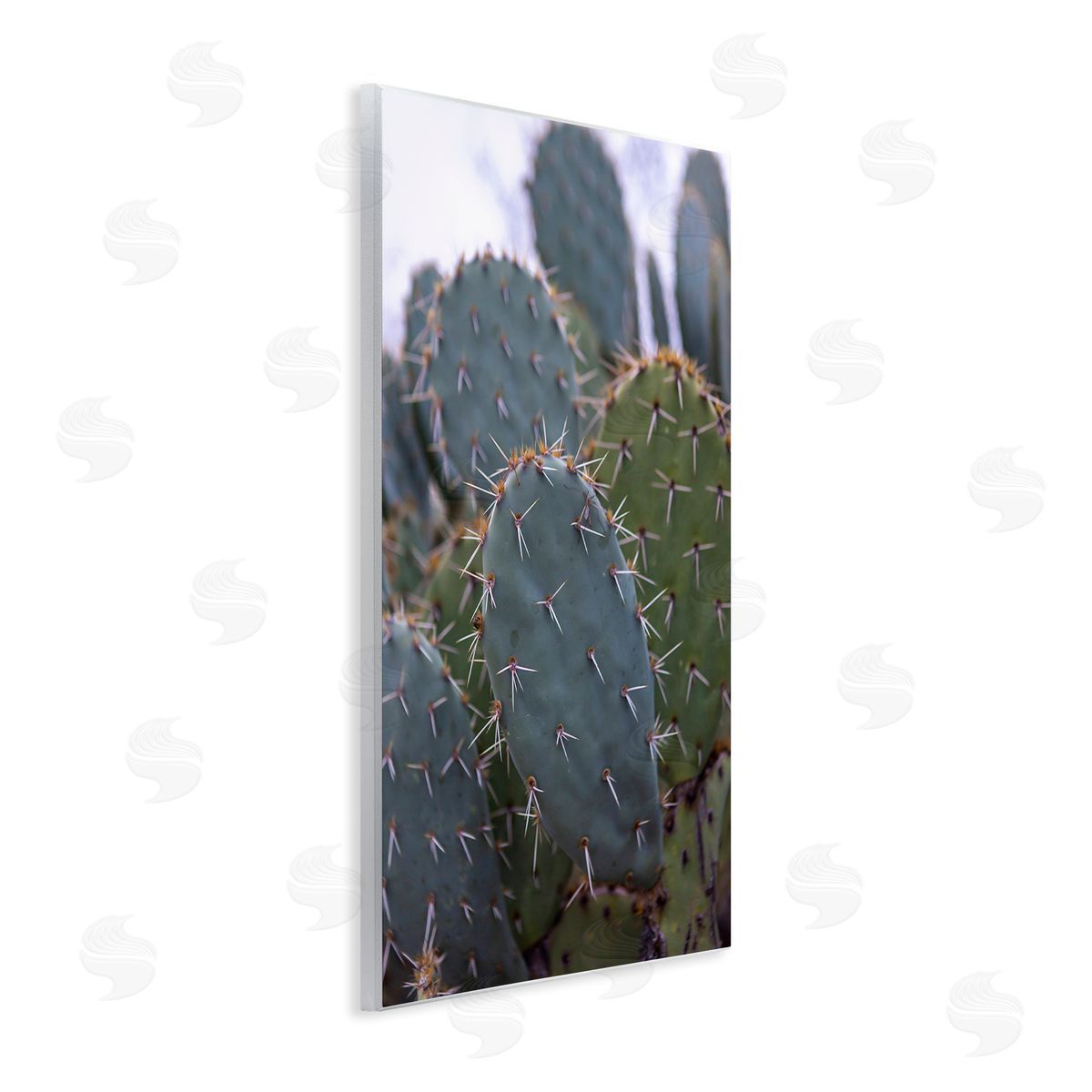 Jeff Poe Photography Prickly Cactus Thorns Close Up Photography Desert Vegetation Wall Plaque Art Print