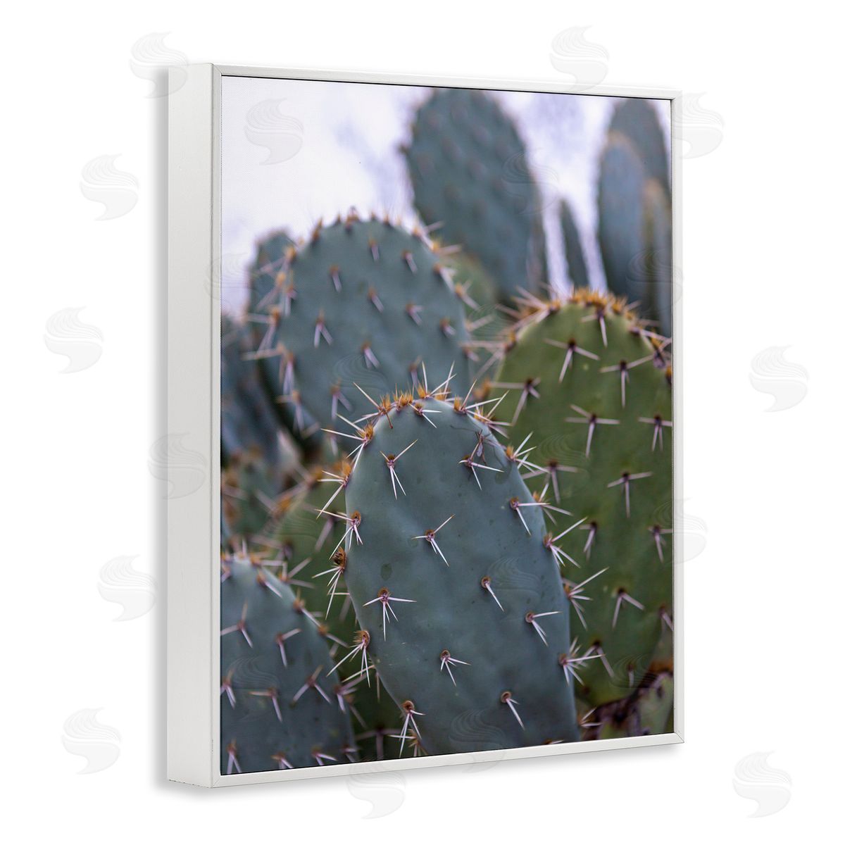 Jeff Poe Photography Prickly Cactus Thorns Close Up Photography Desert Vegetation White Framed Giclee Wall Art Print