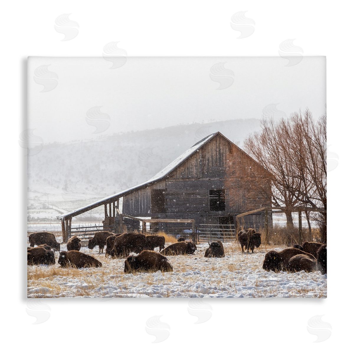 Jeff Poe Photography Snow Dusted Barn Buffalo Bison Rural Farm  Stretched Canvas Wall Art Print