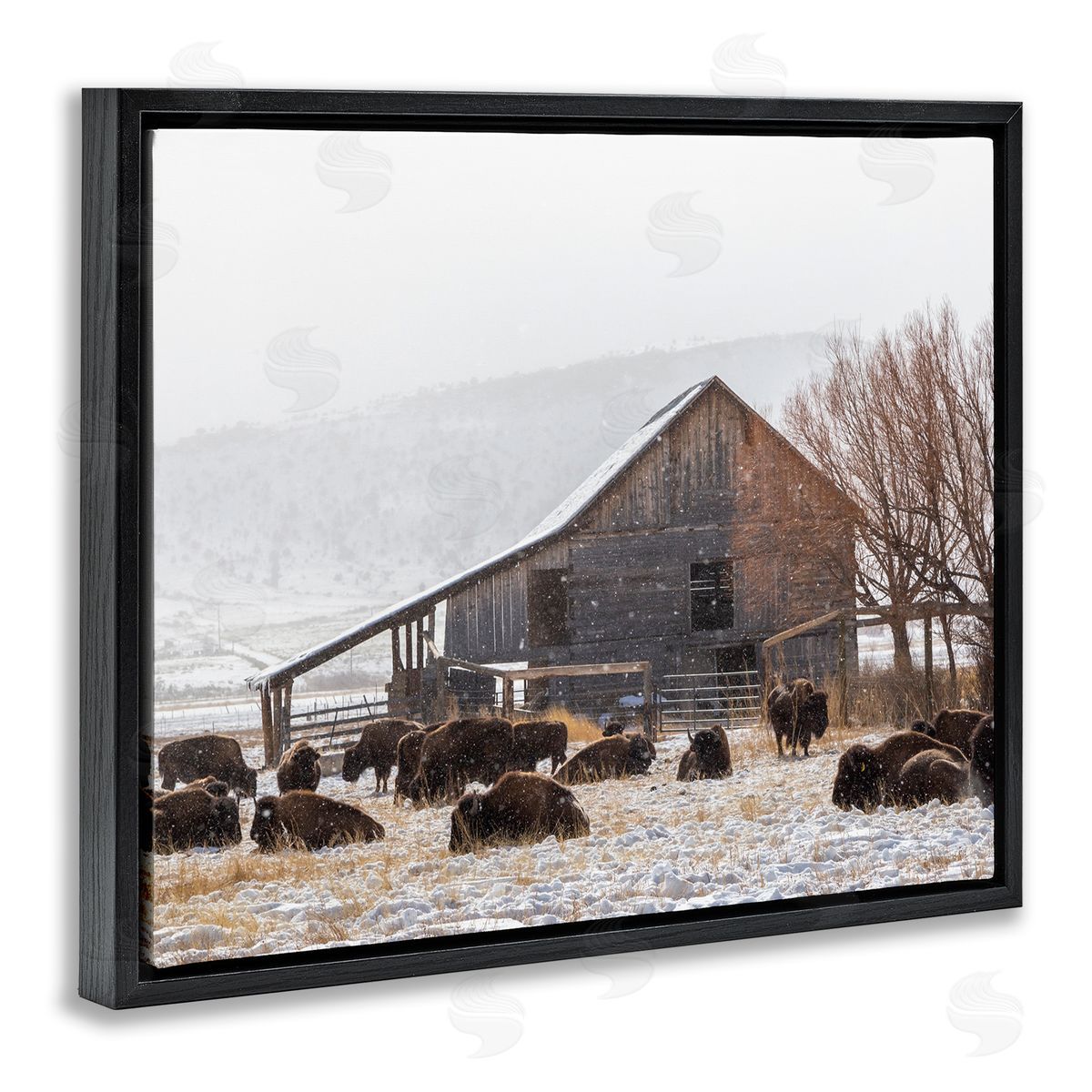 Jeff Poe Photography Snow Dusted Barn Buffalo Bison Rural Farm  Black Floating Frame Canvas Wall Art Print