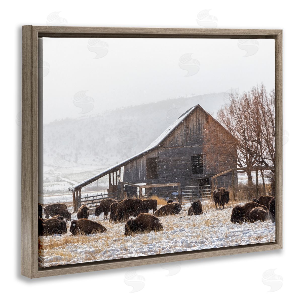 Jeff Poe Photography Snow Dusted Barn Buffalo Bison Rural Farm  Brown Floating Frame Canvas Wall Art Print