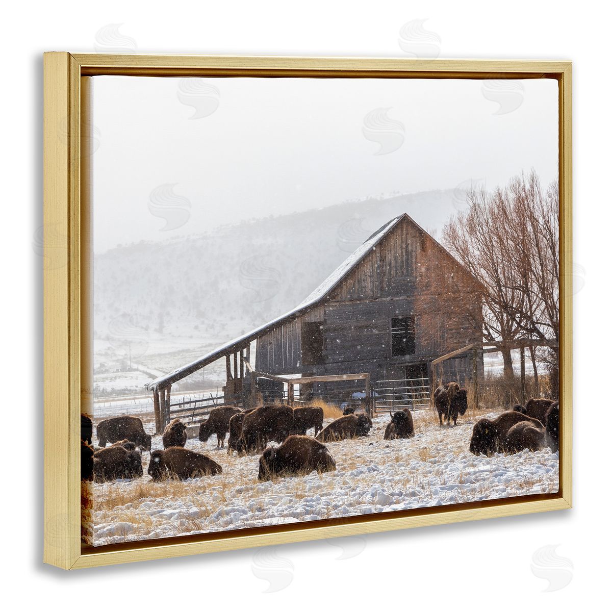 Jeff Poe Photography Snow Dusted Barn Buffalo Bison Rural Farm  Gold Floating Frame Canvas Wall Art Print