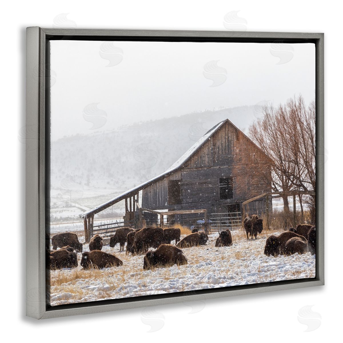 Jeff Poe Photography Snow Dusted Barn Buffalo Bison Rural Farm  Gray Floating Frame Canvas Wall Art Print