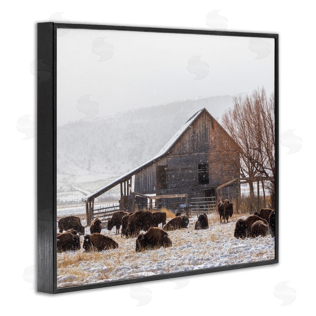 Jeff Poe Photography Snow Dusted Barn Buffalo Bison Rural Farm  Black Framed Giclee Wall Art Print