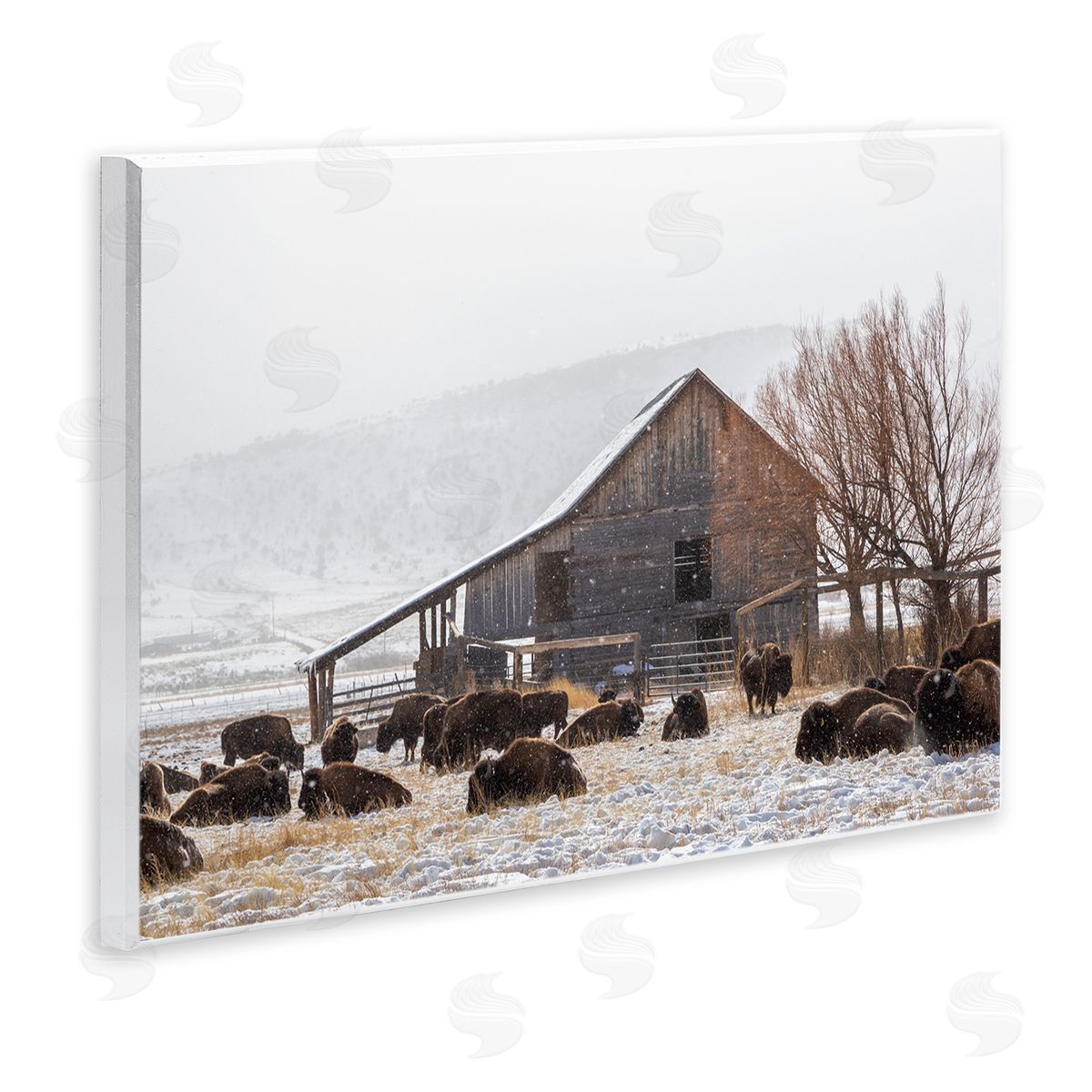 Jeff Poe Photography Snow Dusted Barn Buffalo Bison Rural Farm  Wall Plaque Art Print