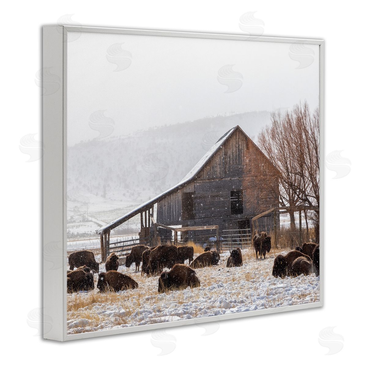 Jeff Poe Photography Snow Dusted Barn Buffalo Bison Rural Farm  White Framed Giclee Wall Art Print