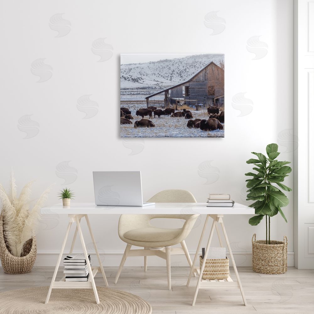 Jeff Poe Photography Grazing Rural Bison Snowy Farmland Barn Scenery  Canvas Wall Art Print in Room