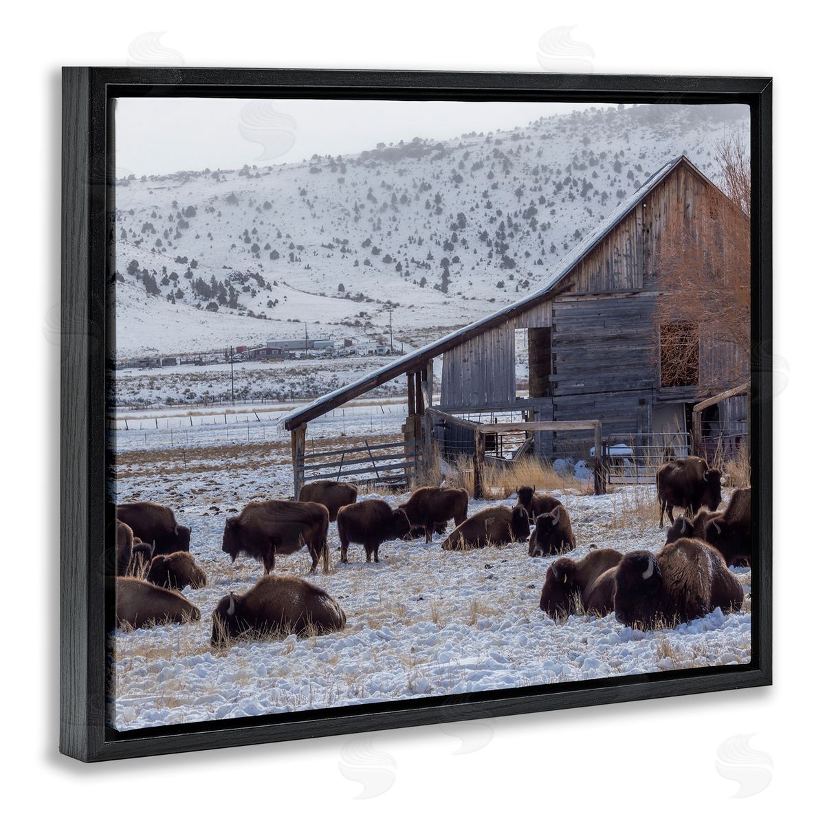 Jeff Poe Photography Grazing Rural Bison Snowy Farmland Barn Scenery  Black Floating Frame Canvas Wall Art Print