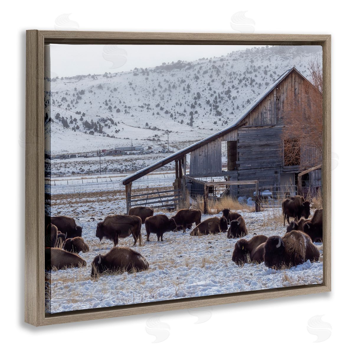 Jeff Poe Photography Grazing Rural Bison Snowy Farmland Barn Scenery  Brown Floating Frame Canvas Wall Art Print