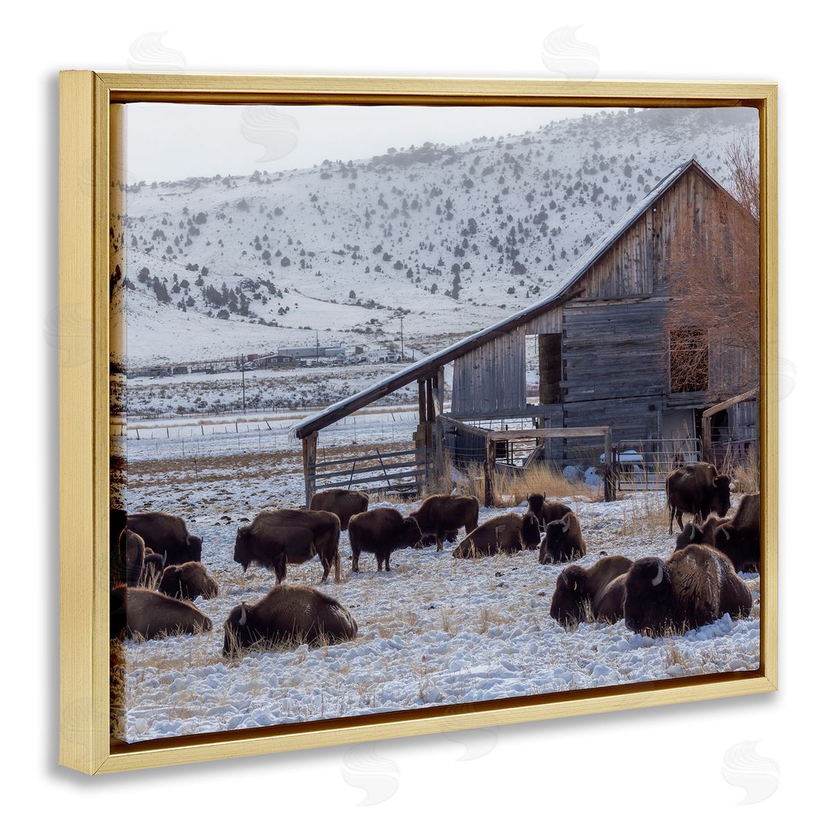 Jeff Poe Photography Grazing Rural Bison Snowy Farmland Barn Scenery  Gold Floating Frame Canvas Wall Art Print