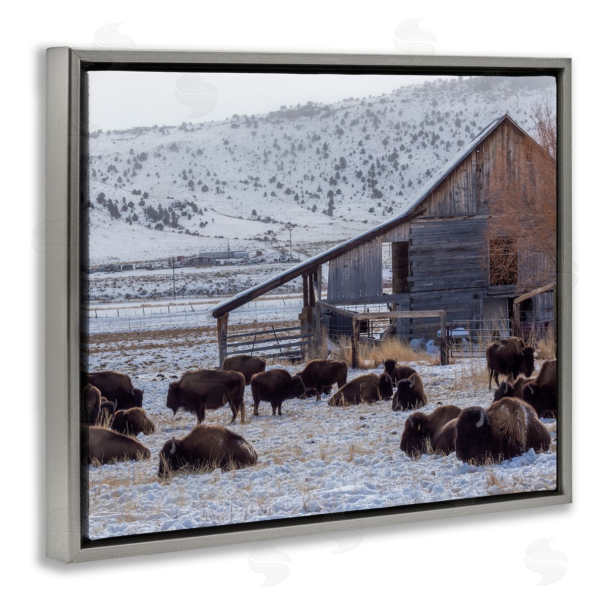 Jeff Poe Photography Grazing Rural Bison Snowy Farmland Barn Scenery  Gray Floating Frame Canvas Wall Art Print