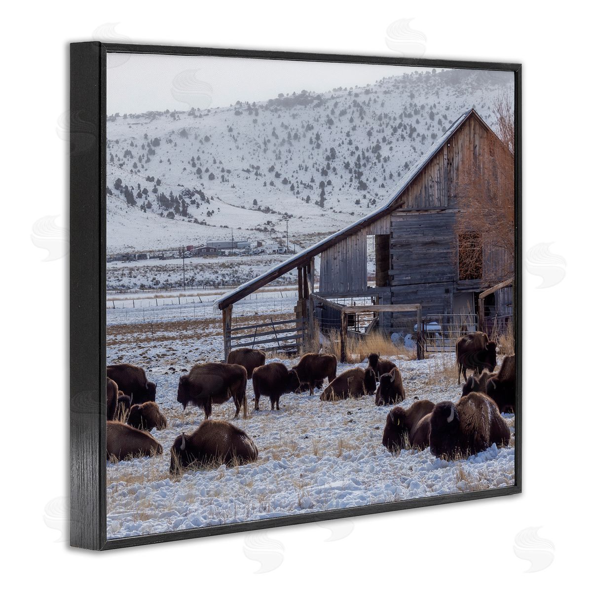Jeff Poe Photography Grazing Rural Bison Snowy Farmland Barn Scenery  Black Framed Giclee Wall Art Print