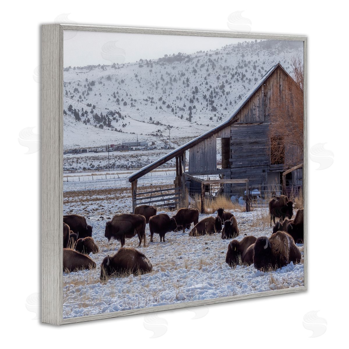 Jeff Poe Photography Grazing Rural Bison Snowy Farmland Barn Scenery  Gray Framed Giclee Wall Art Print