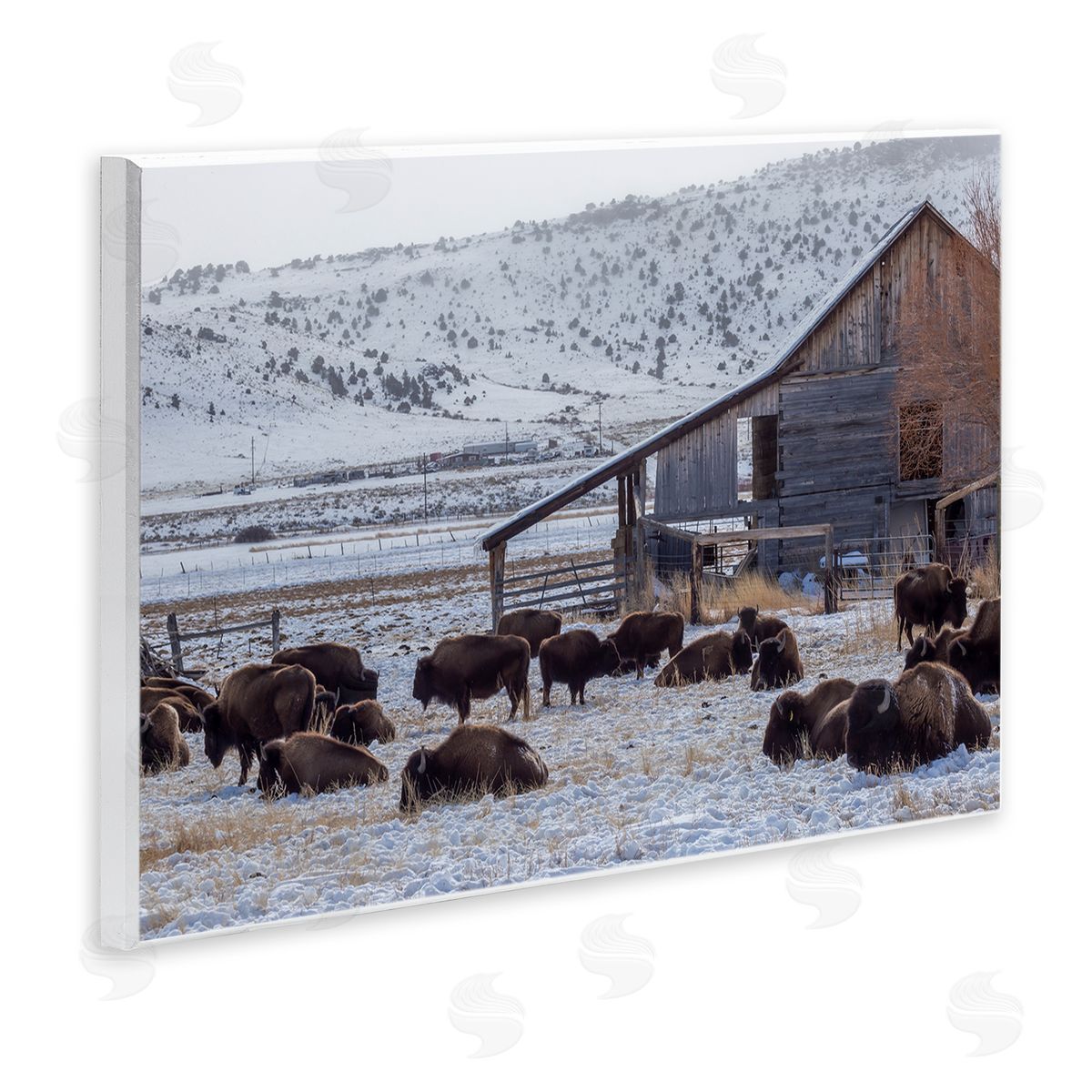 Jeff Poe Photography Grazing Rural Bison Snowy Farmland Barn Scenery  Wall Plaque Art Print