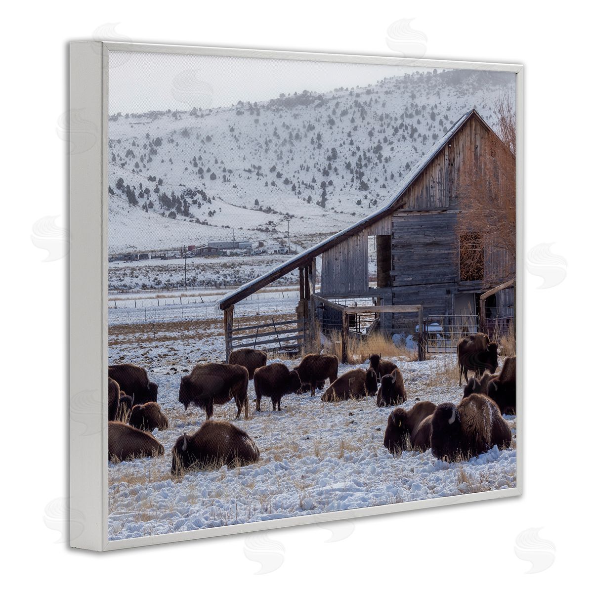 Jeff Poe Photography Grazing Rural Bison Snowy Farmland Barn Scenery  White Framed Giclee Wall Art Print