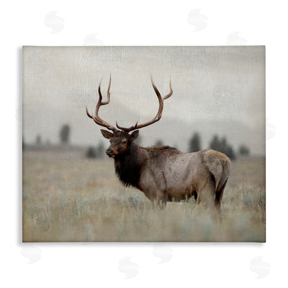 Danita Delimont Tranquil Elk Deer Grazing Rural Farmland Field  Stretched Canvas Wall Art Print