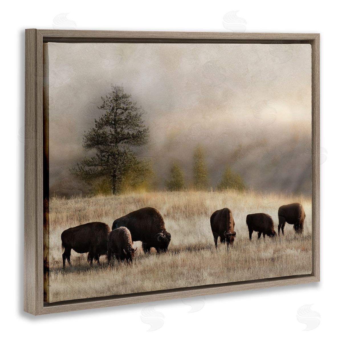 Danita Delimont Grazing Bison Rural Grassland Meadow Panoramic Scene Brown Floating Frame Canvas Wall Art Print