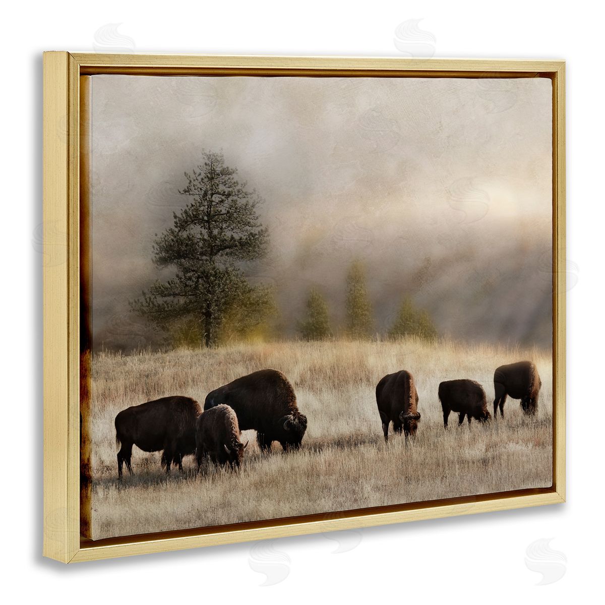 Danita Delimont Grazing Bison Rural Grassland Meadow Panoramic Scene Gold Floating Frame Canvas Wall Art Print