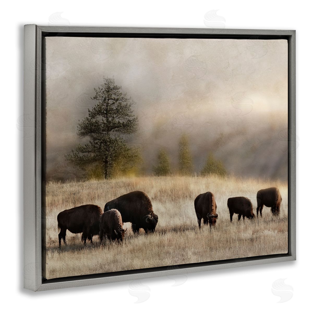 Danita Delimont Grazing Bison Rural Grassland Meadow Panoramic Scene Gray Floating Frame Canvas Wall Art Print
