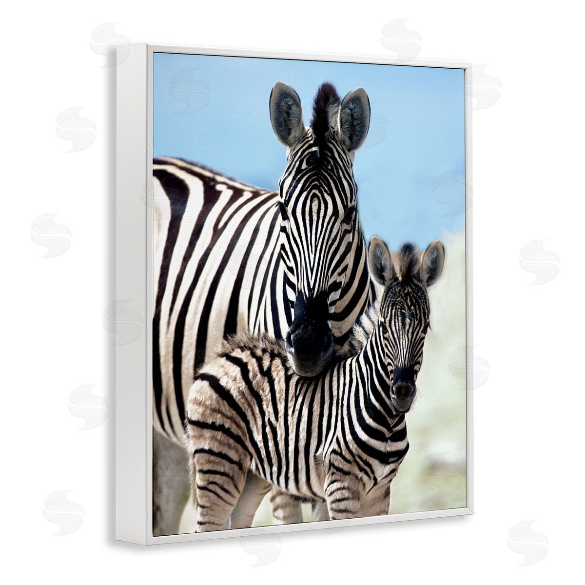 Danita Delimont Uplifting Zebra Family Mother Child Savanna Animals White Framed Giclee Wall Art Print